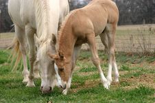 Mare And Foal Stock Photo Mare And Foal Stock Photo