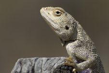 Lizard Stock Photos Lizard Stock Photos