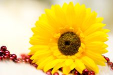 Sunflower With Red Beads Stock Images