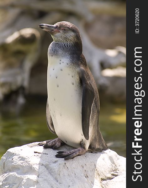 Image of a penguin on a rock