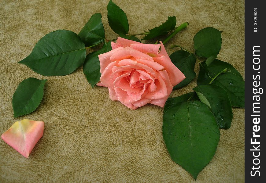 Pink rose for decoration over background