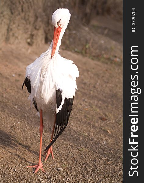 A white stork (Ciconia ciconia)