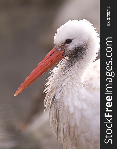 A white stork (Ciconia ciconia)