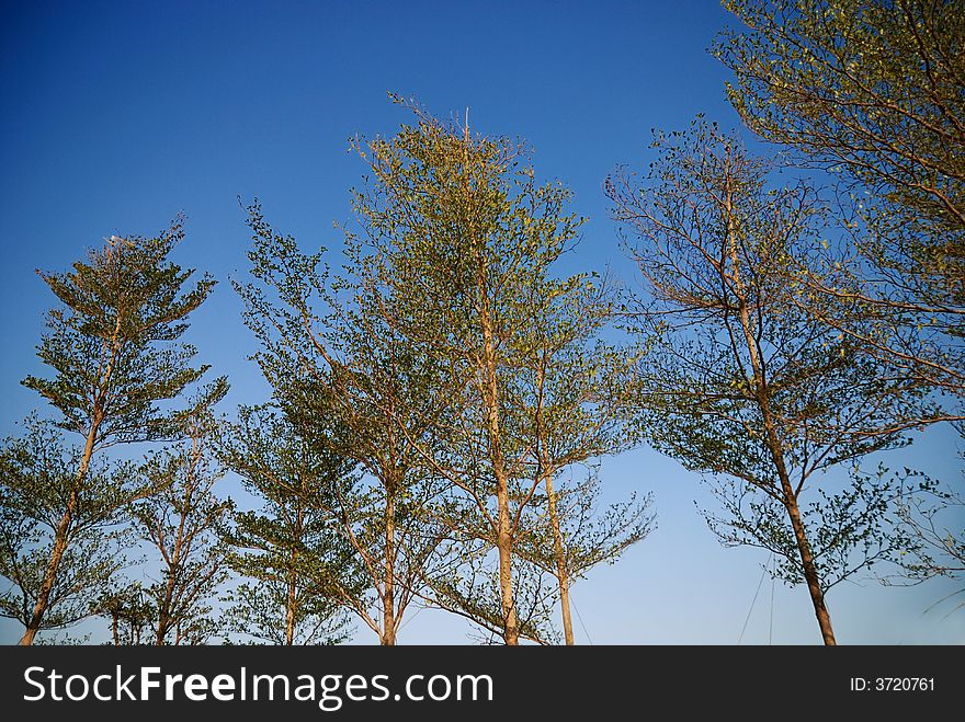 Looking up at a tree in the sky. Looking up at a tree in the sky