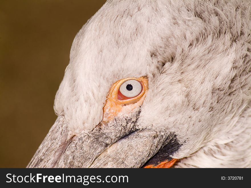 Dalmatian Pelican