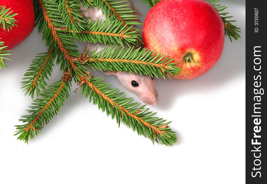 The rat looks from on branches of fur-trees and a red apple. The rat looks from on branches of fur-trees and a red apple