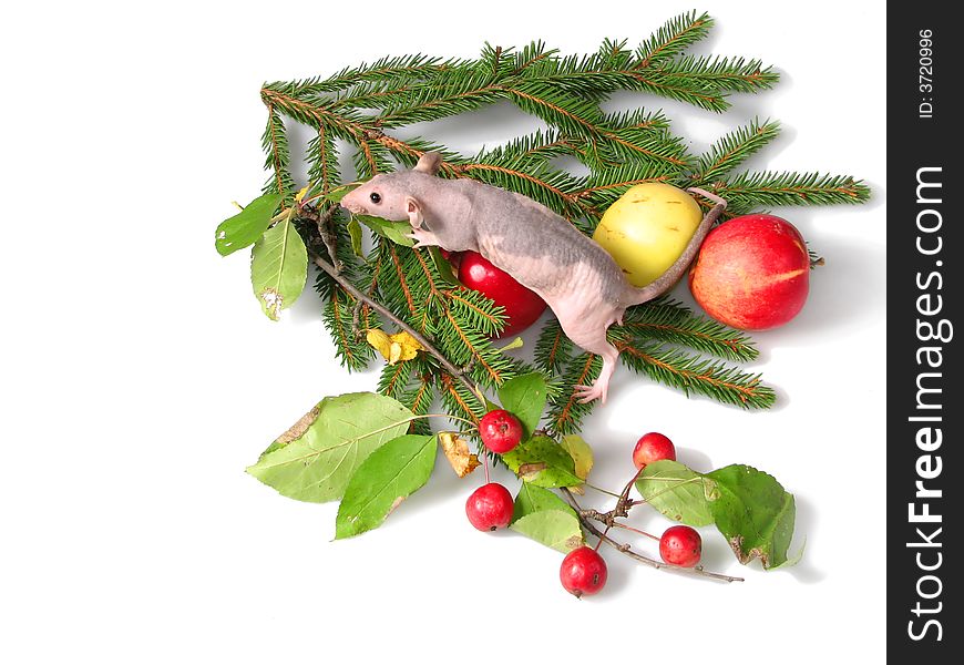 The rat sits on a branch to a New Year tree. Beside 2 apples. The rat sits on a branch to a New Year tree. Beside 2 apples