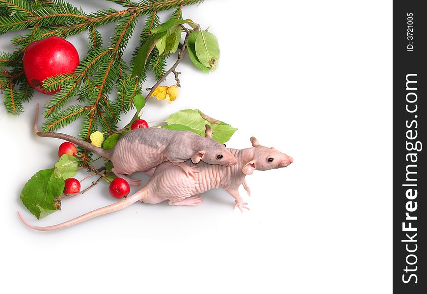 Two rats about a branch of a New Year tree 2