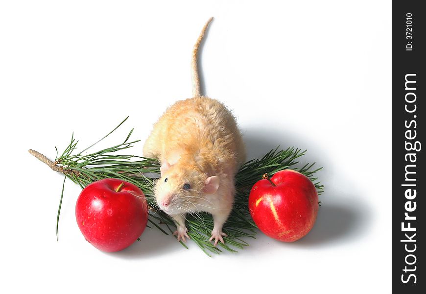 Two Rats About A Branch Of A New Year Tree 4