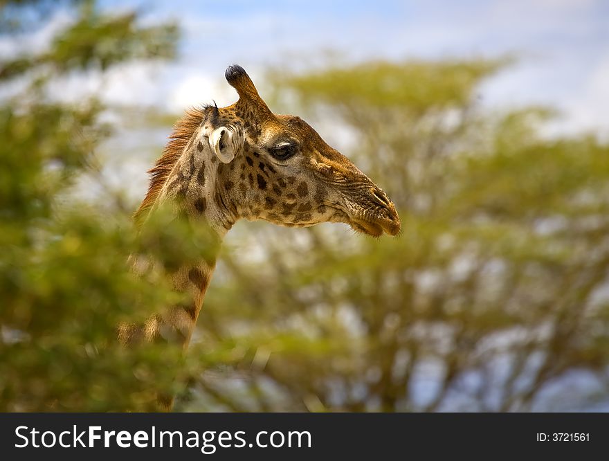 An image of a giraffe in kenya on the maasai mara national park. An image of a giraffe in kenya on the maasai mara national park.