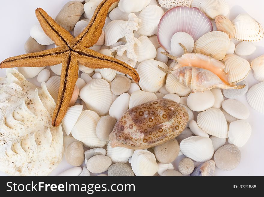 Sea Shells, Starfish And Stones. Sea Shells, Starfish And Stones