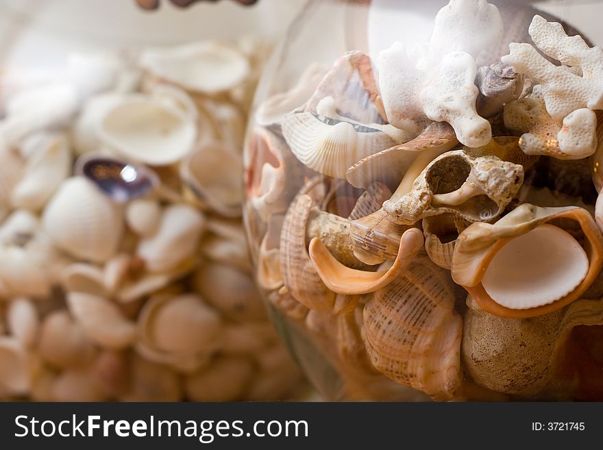 Shells In The Dose - Home Decoration. Shells In The Dose - Home Decoration