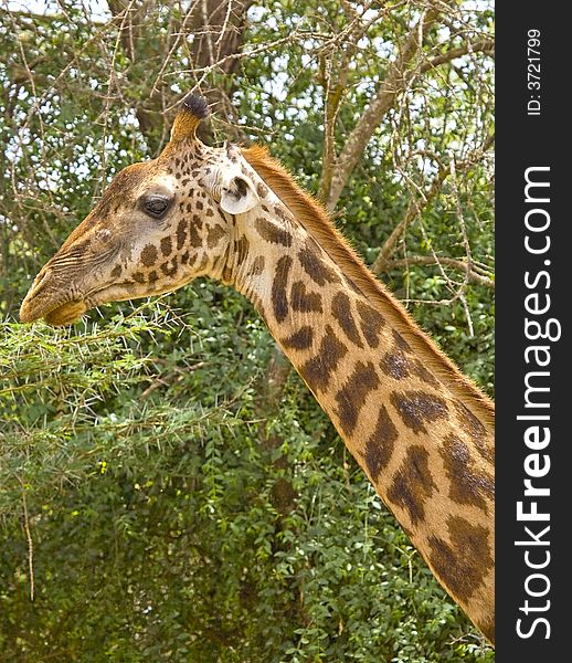 An image of a giraffe in kenya on the maasai mara national park.