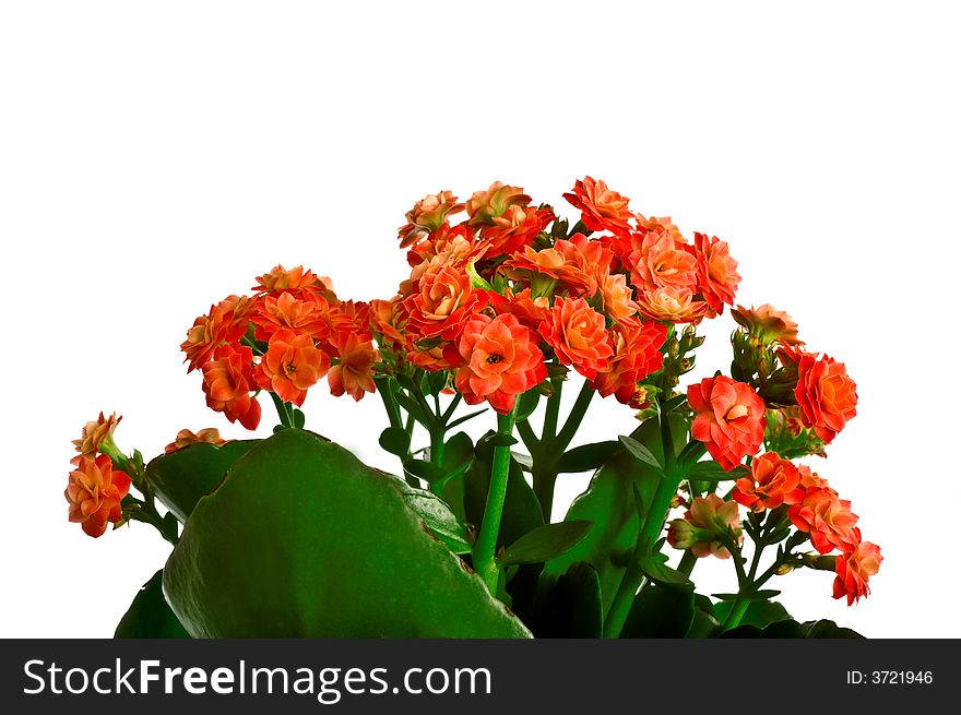 Red tiny flower isolated on white