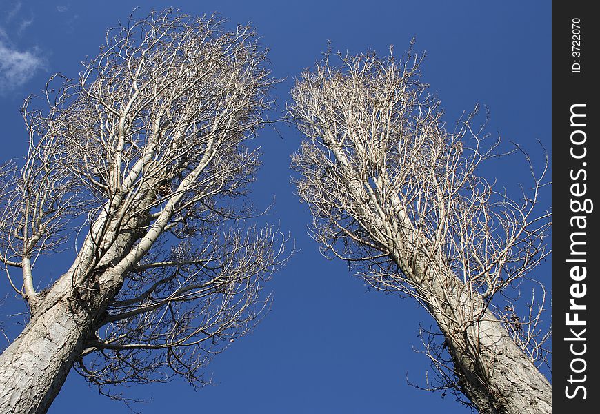 Twin trees in the winter, Germany. Twin trees in the winter, Germany