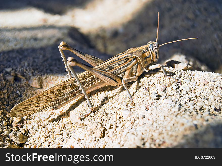 Grasshopper on sand in sun lights