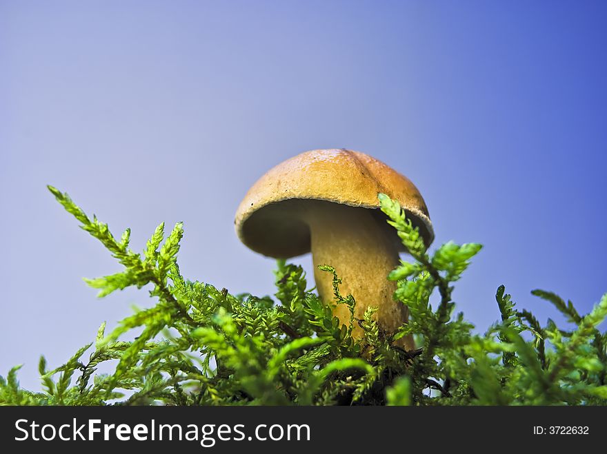 Moshroom in moss with blue background