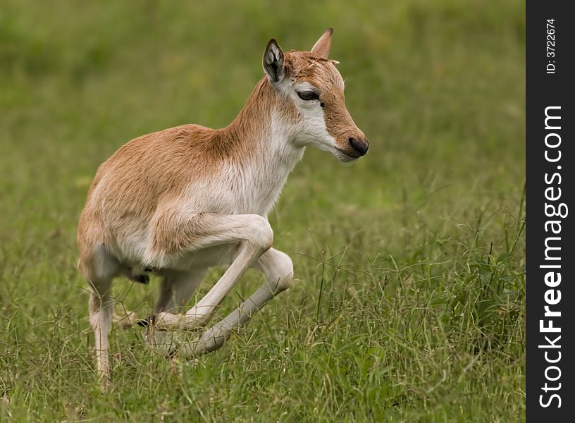 A young fawn leaps off the ground!. A young fawn leaps off the ground!