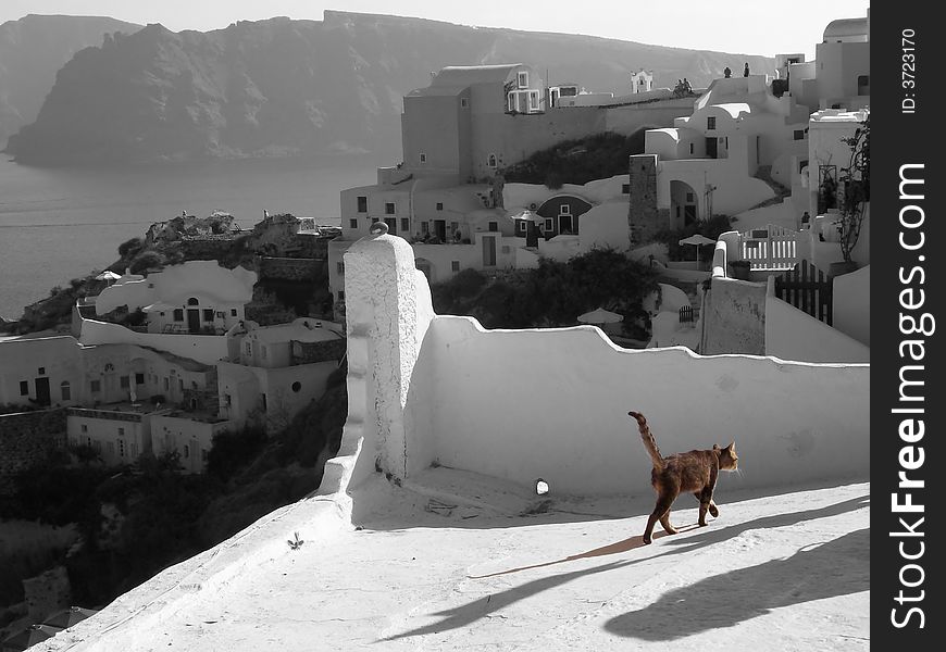 Cat strolling on a roof terace on Santorini, Greece. Cat strolling on a roof terace on Santorini, Greece