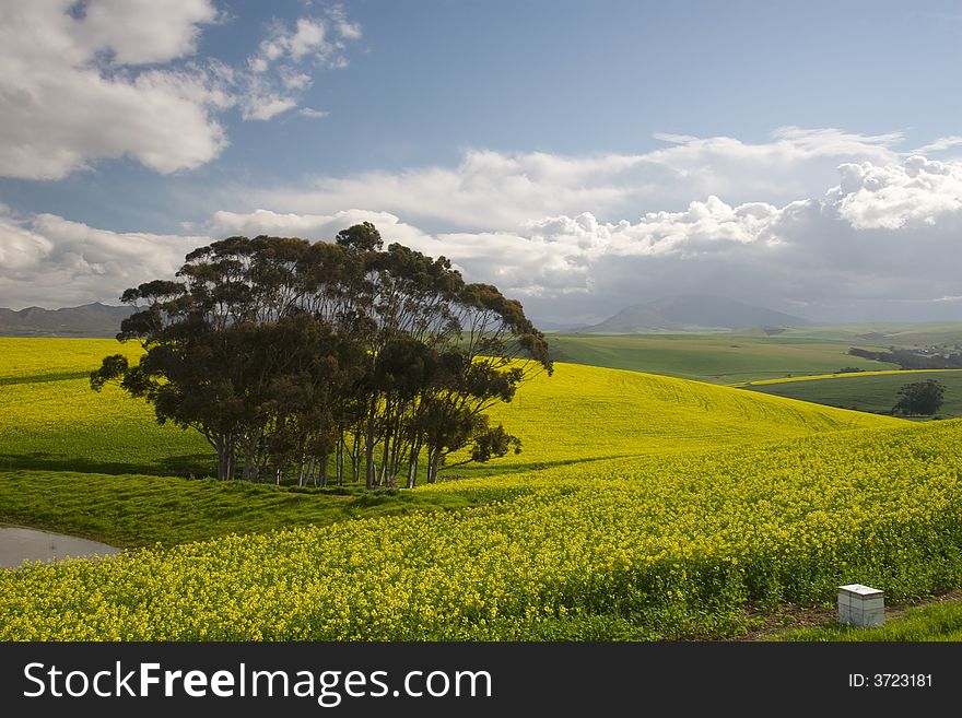 Canola fields of the Western Cape, South Africa