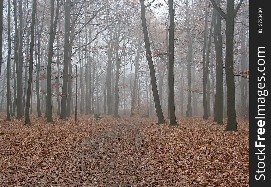 Fog among trees in city park during autumn