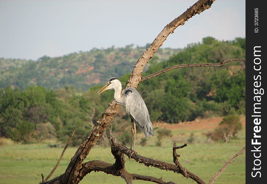 A Grey Heron in a tree