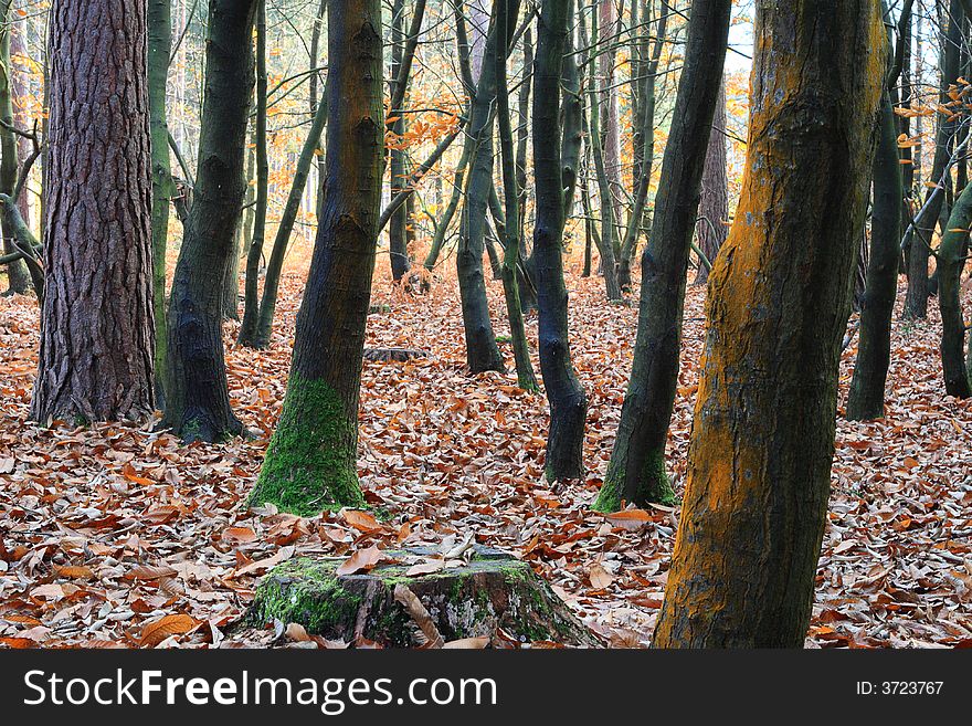 Autumn forest wild fall landscape