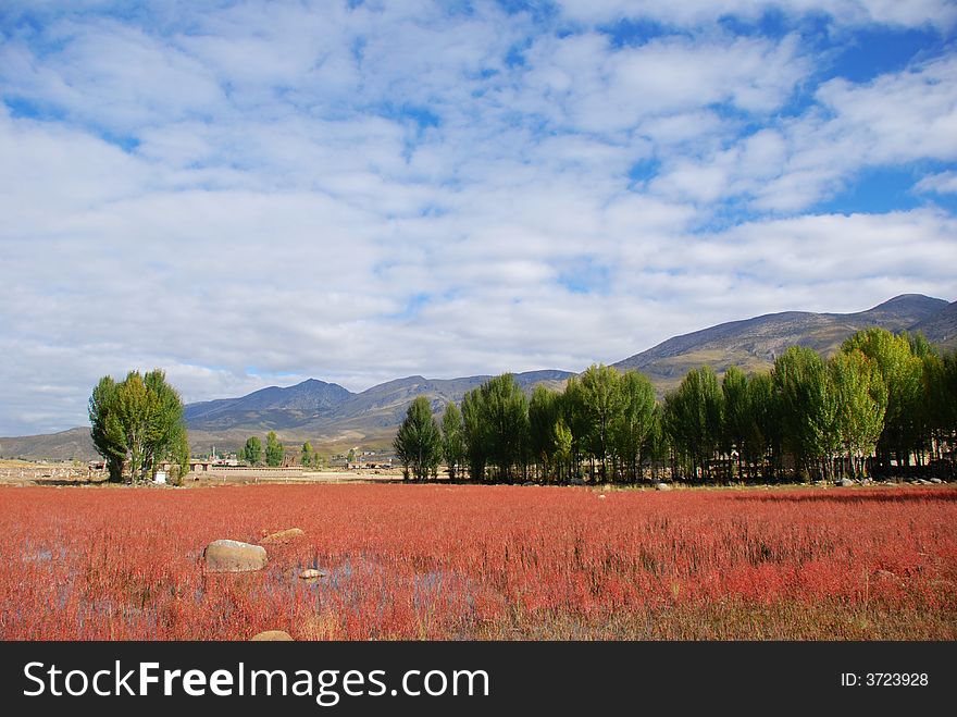 This is the beautiful natural red grass pool in Daochen city wich located in the westen of Shichuan China. This is the beautiful natural red grass pool in Daochen city wich located in the westen of Shichuan China.