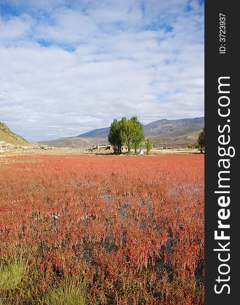 This is the beautiful natural red grass pool in Daochen city wich located in the westen of Shichuan China. This is the beautiful natural red grass pool in Daochen city wich located in the westen of Shichuan China.