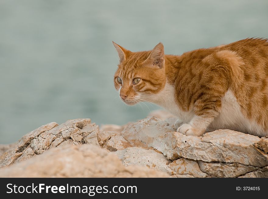 Ginger cat waiting for fish