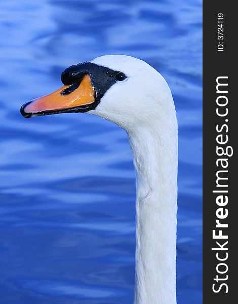 Brightly lit swan portrait with blue background. Brightly lit swan portrait with blue background.