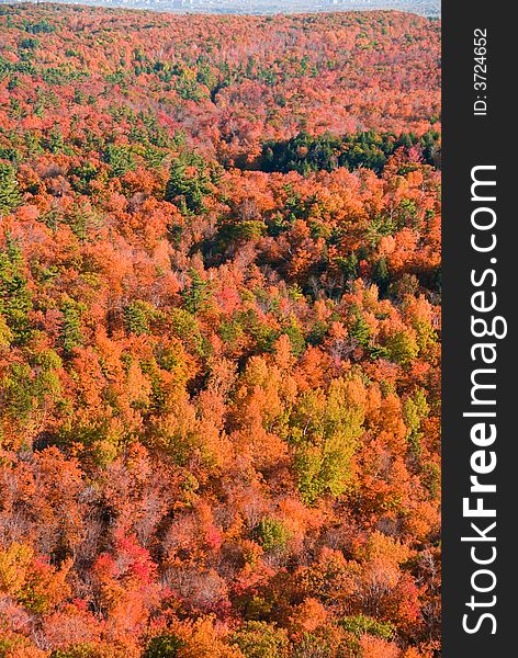 Autumn forest viewed from above with lots of colors. Autumn forest viewed from above with lots of colors