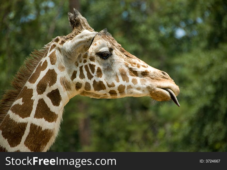 A close up of a giraffe stick out his tongue. A close up of a giraffe stick out his tongue.