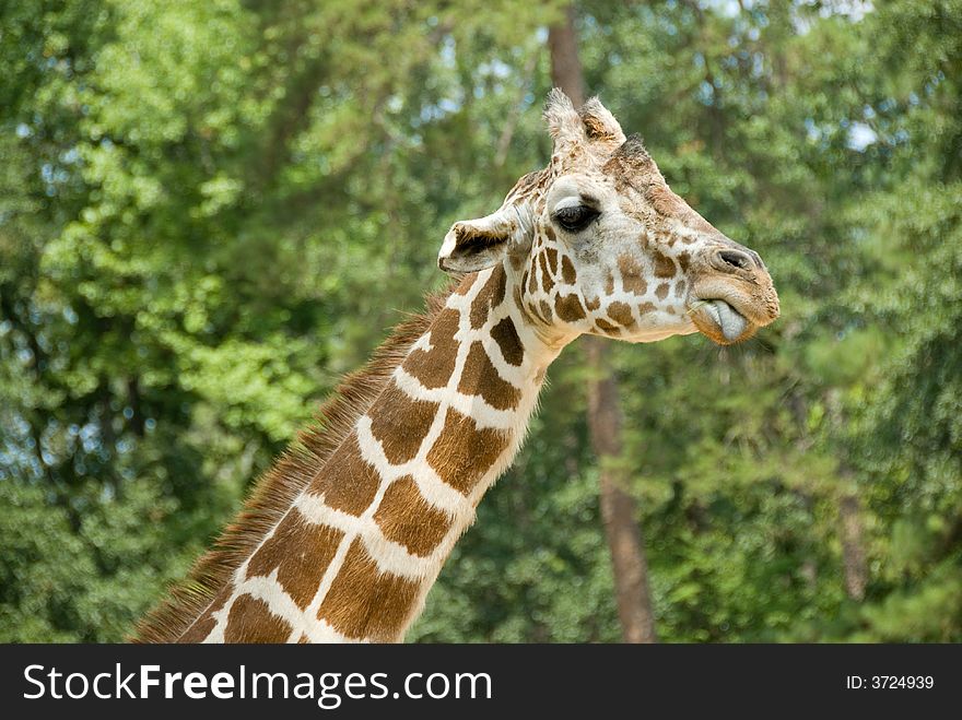 A close up of a giraffe sticking out his tongue. A close up of a giraffe sticking out his tongue.