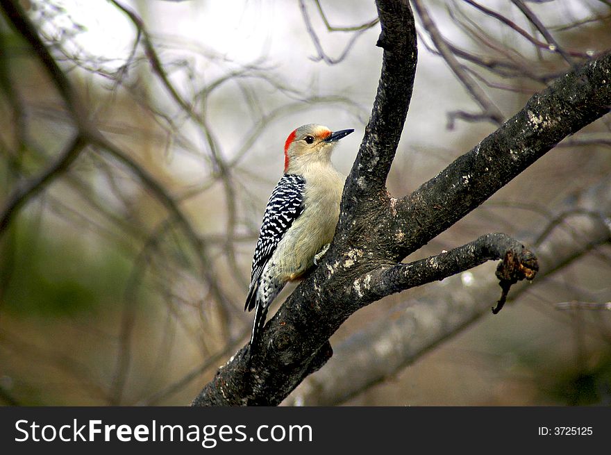 A picture of a woodpecker on a tree in a forest in indiana. A picture of a woodpecker on a tree in a forest in indiana