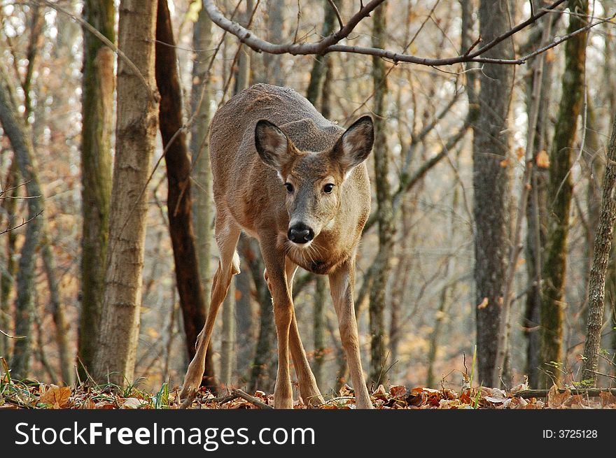 A picture of a female deer taken in a forest in indiana. A picture of a female deer taken in a forest in indiana