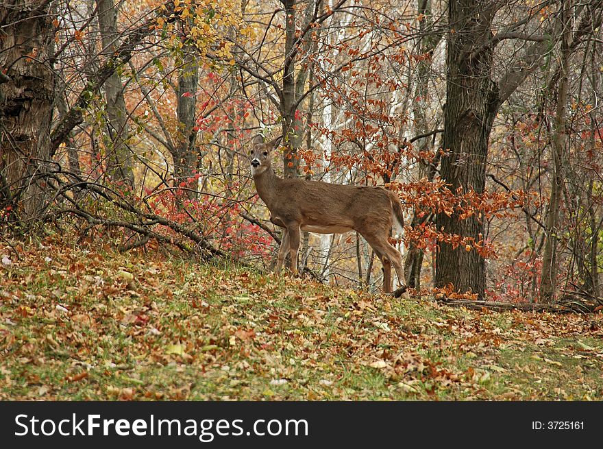 A picture of a doe taken in a state forest in indiana. A picture of a doe taken in a state forest in indiana