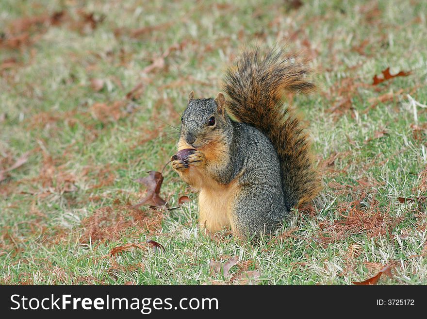 A hungry squirrel eating a delicious acorn.