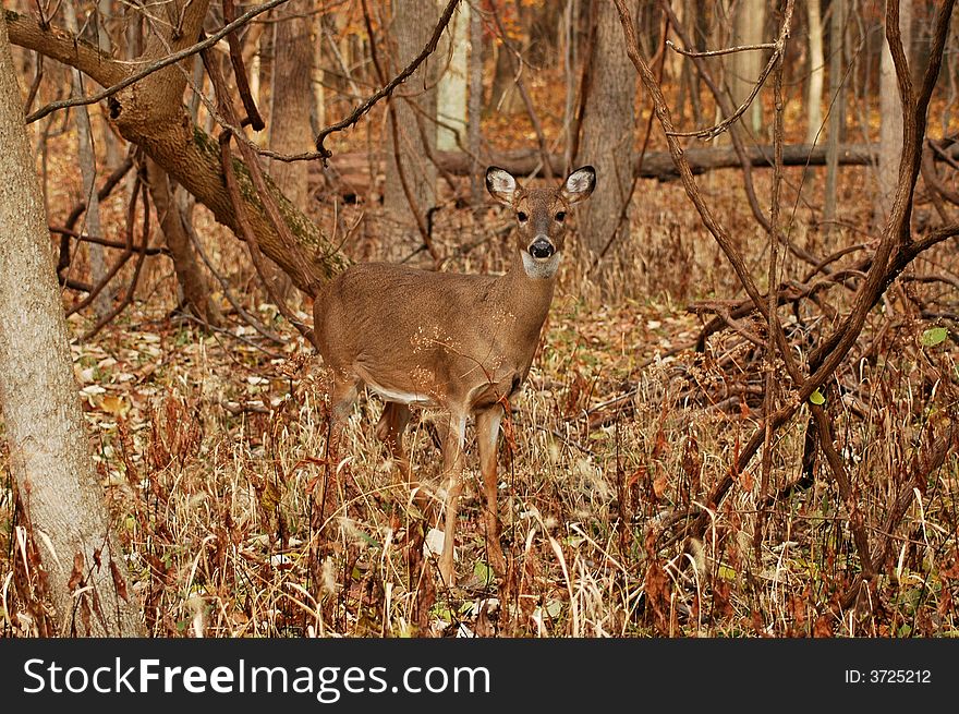 A picture of a doe taken at a state forest in indiana. A picture of a doe taken at a state forest in indiana