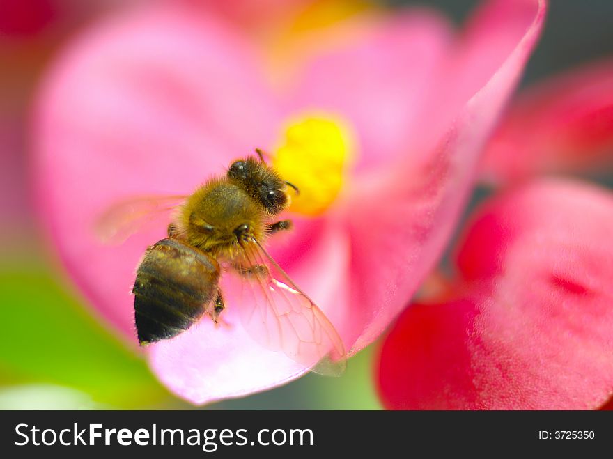 Close-up shot of bee with pink  flower. Close-up shot of bee with pink  flower