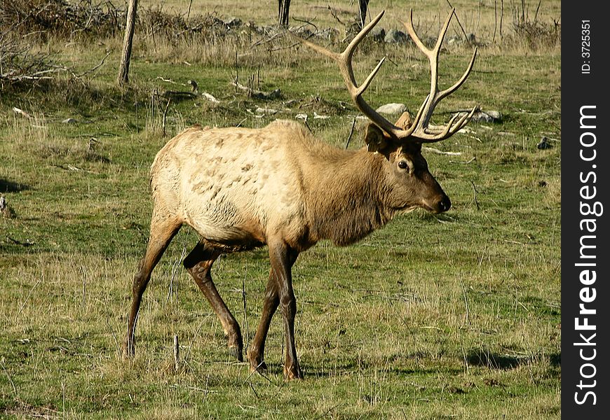 Rein deer eating in a field. Rein deer eating in a field