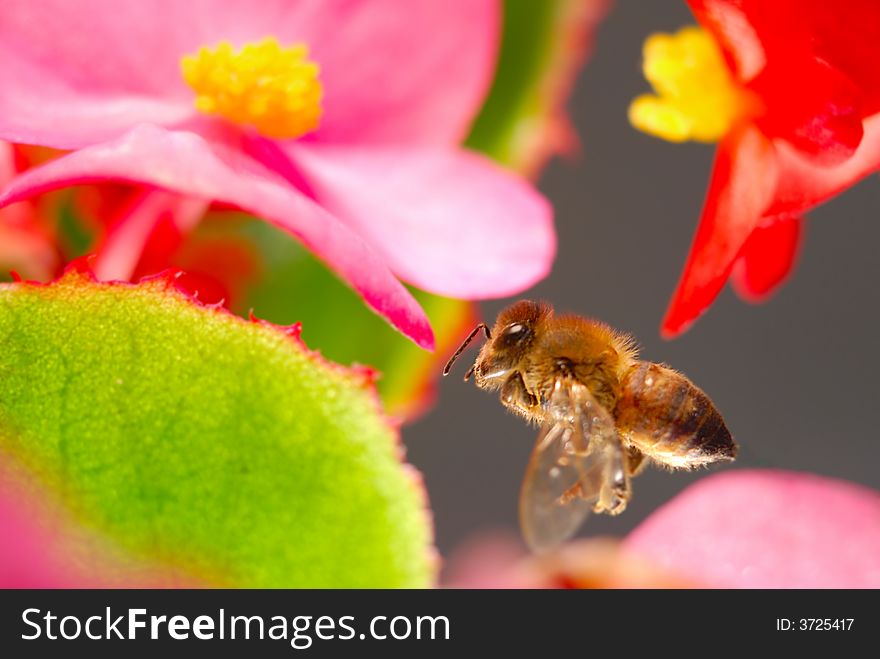 Close-up shot of Bee with flowers