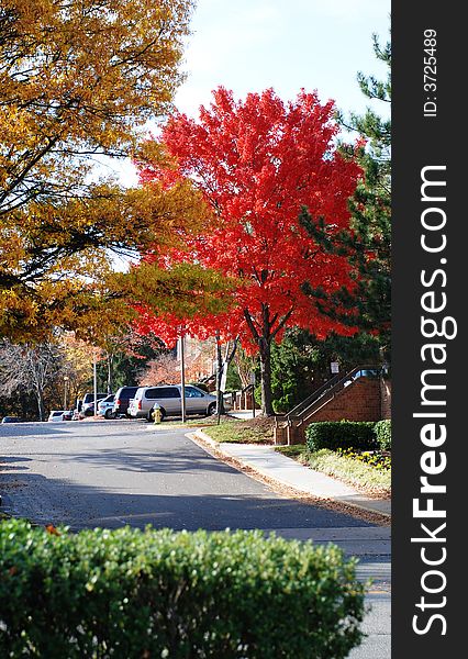 The familiar tree near to your house surprises you by coloration in the autumn. The familiar tree near to your house surprises you by coloration in the autumn.