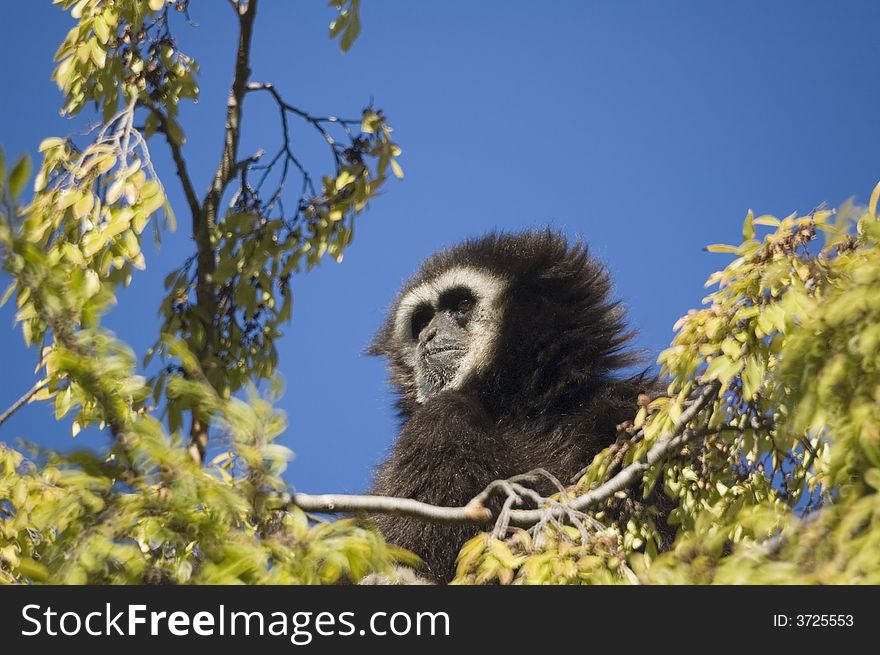 White-handed gibbon nestled in a tree. White-handed gibbon nestled in a tree.