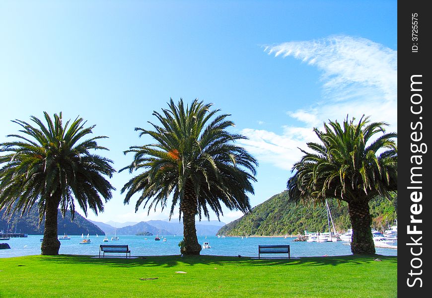 Three Palm Trees In The New Zealand