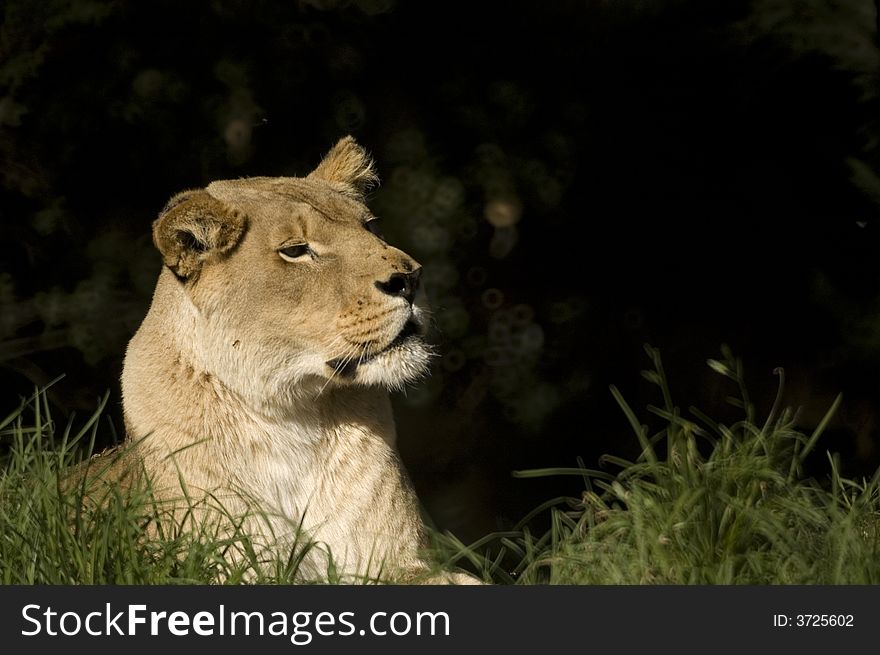 Lioness resting but very much alert