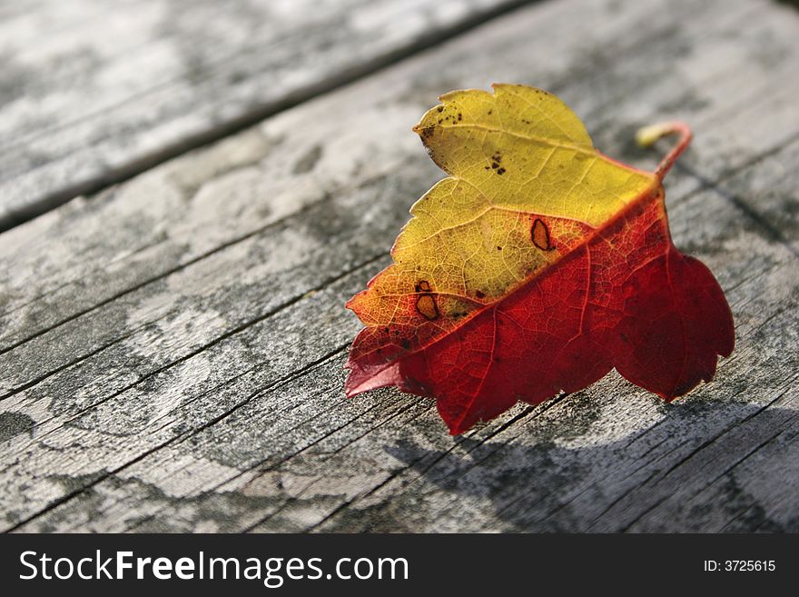 Red And Yellow Leaf