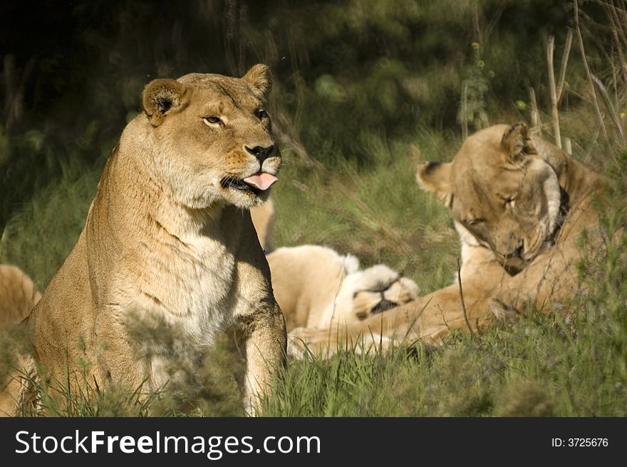 Lion pride resting with one lioness sticking tongue out to catch more of the scent in the air. Lion pride resting with one lioness sticking tongue out to catch more of the scent in the air