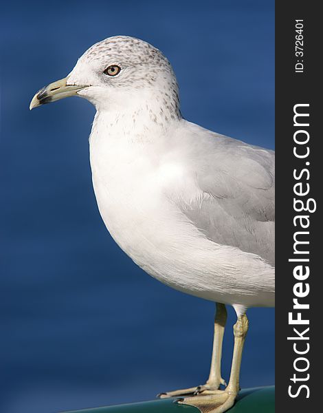 Close up shot of a seagull in Windsor, Ontario