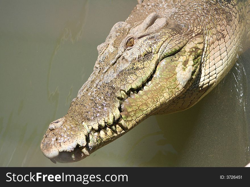 Close up of a Saltwater Crocodile in Darwin, North Australia